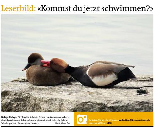 Leserbild Berner Zeitung und Thuner Tagblatt 21.April 2015